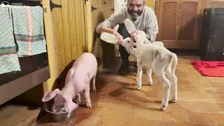 Azarías, Fe y Alegría - Dos corderitas y un cerdito rescatados de morir, se toman sus biberones 🥰
