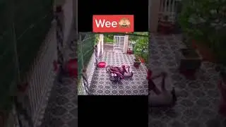 Funny Fail Collection #shorts #funny