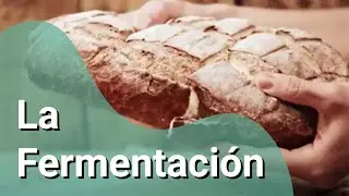 ¿Cómo funciona la fermentación?