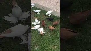 Тбилисские желтые хвосты самки