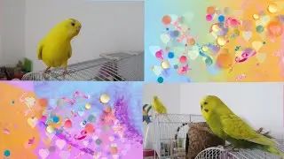 De ce lucruri/nevoi are nevoie un peruș când este transportat.🦜