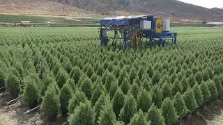 AUTOMATIC PRUNING MACHINE / AUTOMATISCHE SNOEI MACHINE / BAUMSCHNITT-AUTOMAT