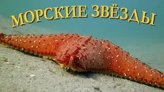 Морские звезды | Познавательное видео | Удивительный мир беспозвоночных