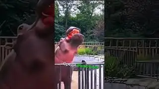 бегемотский асмр