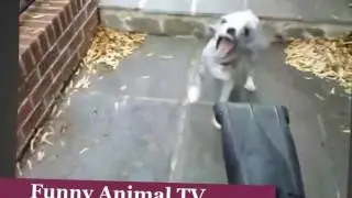 Funny Puppy Videos & Funny dogs