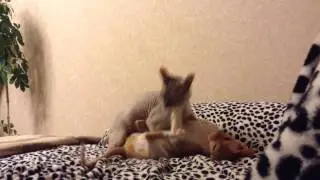 Бой сфинксов!!!