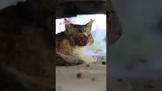 Cat with injured face rescued #cat #catrescue #cats #rescue #kitten