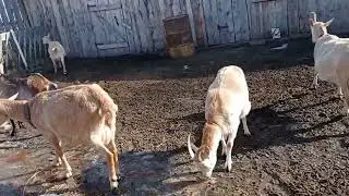 Козы гуляют Опять тепло Клубника...