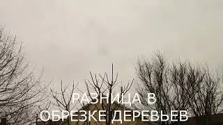 Ошибки при обрезке яблони. Сравнение двух деревьев.
