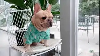 Dog hawaiian shirts for Medium-Sized Dogs