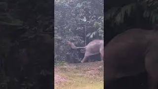 เมฆา vs หลง ระวังหางขาด รอชมคลิป #เขาใหญ่ #forestelephant #animalnews #wildlife #elephanthabitat