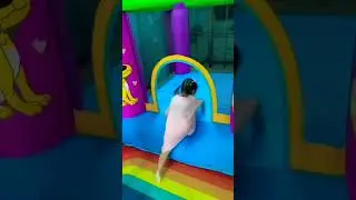 Батут
