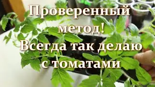 Срочно сделайте это с томатами! Рассада будет коренастая и крепкая. Пикировка для сильных корней