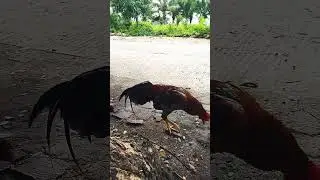 lagi caper indonesia lokal