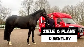Neues Springpferd O‘Bentley - Infos, Ziele und Pläne mit unserem neuen Teammitglied