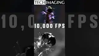 Bumble Bee wing movement @ 10,000 frames per second using color and mono NOVA S16 high speed cameras