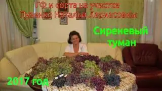 Сиреневый туман- виноград раннего срока созревания (Пузенко Наталья Лариасовна)