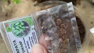 Punla ng Dwarf Papaya 