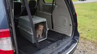 bringing home my new dog