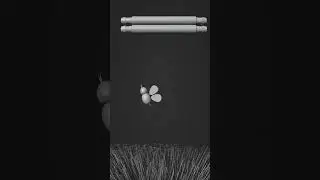 bee animation with blender geometry nodes.  #blender #3danimation #shorts