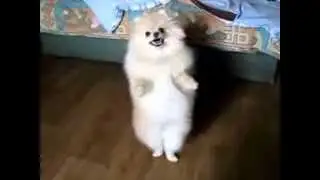 шпиц танцует