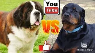 Ротвейлер против Сенбернара. Rottweiler against Senbernar. Animals Battle.