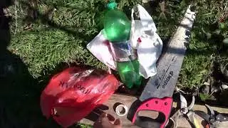 Инжир. Обрезка кардинальная .23