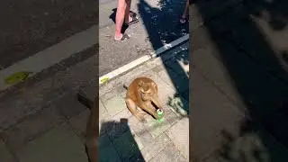 Обезьянки 