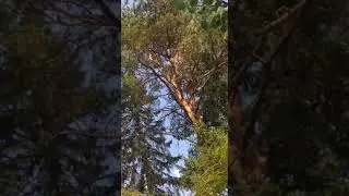 Сосна на даче