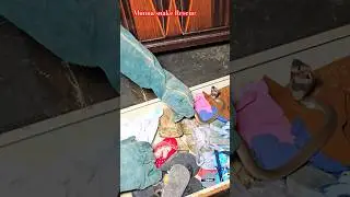 #Indian #spectacled venomous cobra snake rescue contact 7396969617