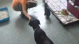 Bady katze test