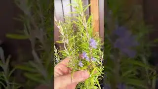 А с розмарином то ароматнее и вкуснее!!!