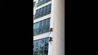 Viraled Monkey Sliding Down From Building