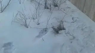 Побег из тюрьмы!