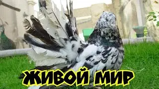 Статные голуби из Украины