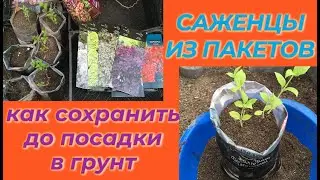 САЖЕНЦЫ / В ПАКЕТАХ / ПОСАДКА РАСТЕНИЙ / ВАЖНЫЕ МОМЕНТЫ / НОВИНКИ МОЕГО САДА