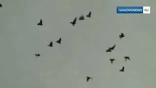 Гараж и голуби