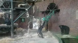 Chimpanzee Mad House! @ Chester Zoo