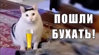 Кот Бендер: 
