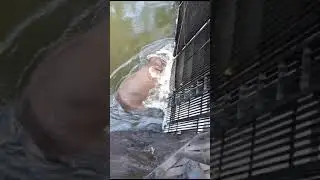 A wild elephant was fell in the canal