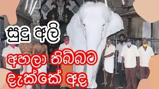 සුදු අලියා | White Elephant - Twist Hub