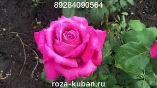 Клод Брассер