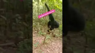 Si Manik Pawang Kera Sumatra Utara Part   2