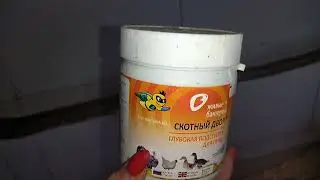 Куры Леггорн. Зима в курятнике. Рассказала подруге о зимней жизни моих кур 😁🐔🐔🐔🐣🐥🐥🐥