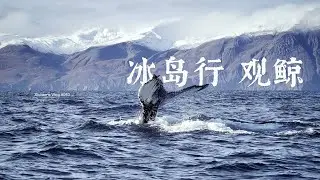 Xichen's Vlog #053 Journey in Iceland: Whale Watching
