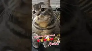 #cat