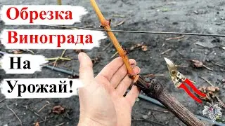 ОБРЕЗКА МНОГОЛЕТНЕГО Куста Винограда НА УРОЖАЙ!