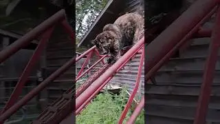 Barn Cat Life | Barn Cat Doing What Barn Cats Do #shorts #cat #cats #farmlife #cute #cuteanimals