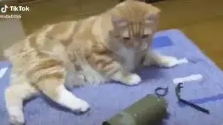 Этого кота больше не кто не видел