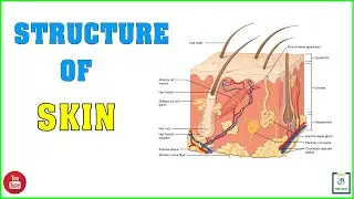 Skin Structure | Layers of Skin